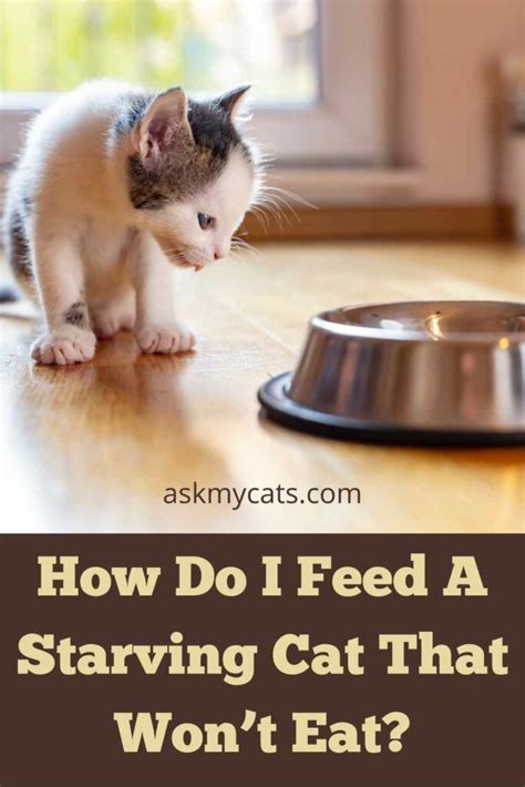 Feline Refuses Nutritious Options: Solving Your Cat Won't Eat Problem
